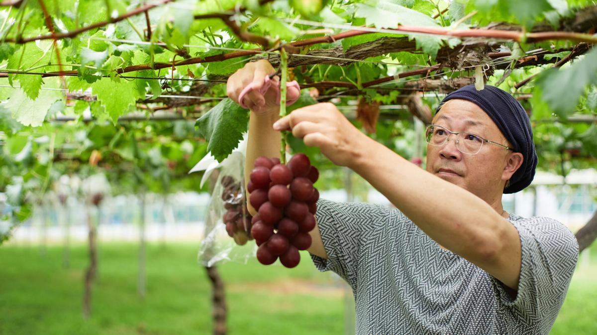 Un agricultor recoge un racimo de uvas Ruby Roman.