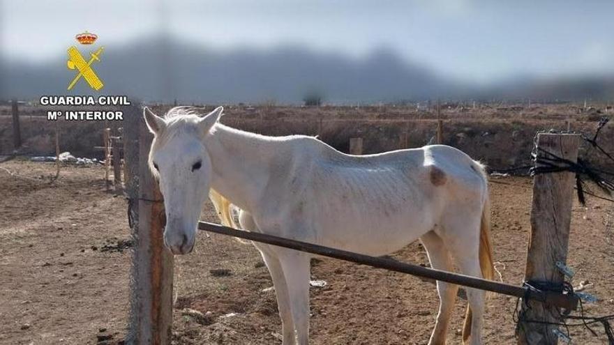 Uno de los caballos rescatados en la finca.