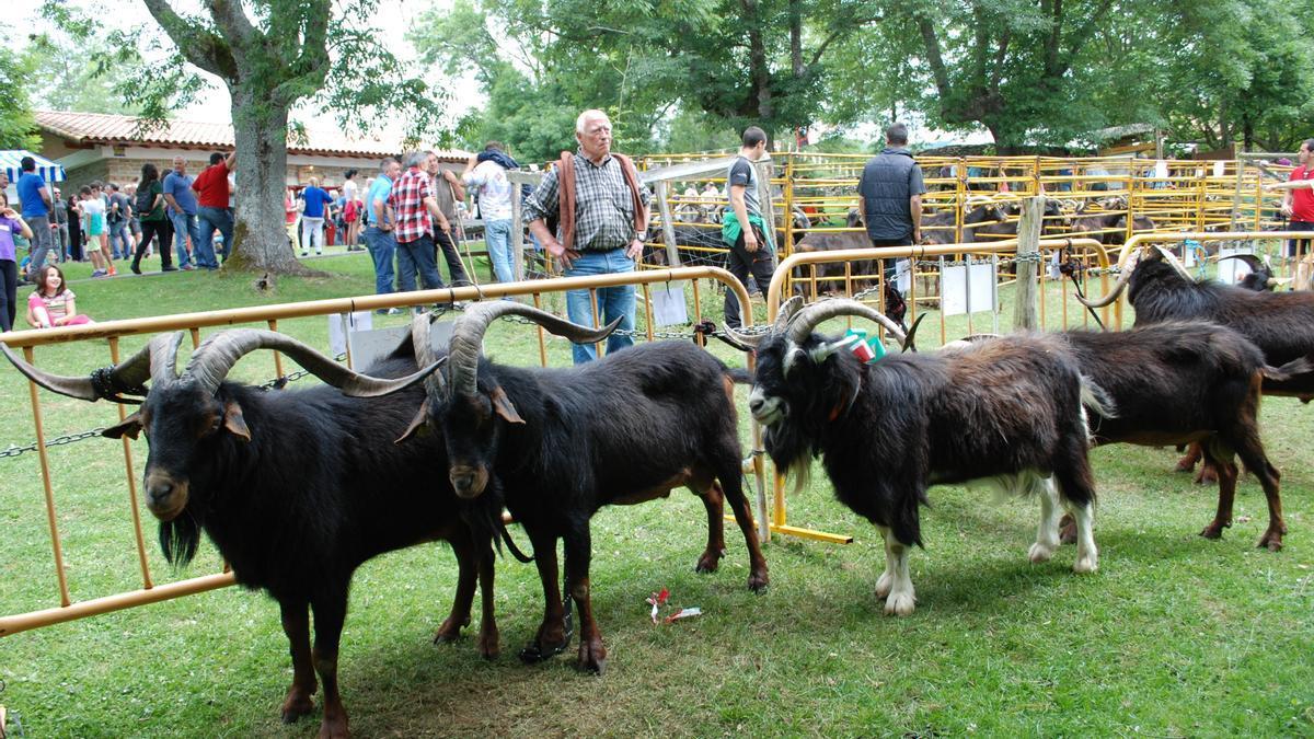 Chivos en el Ahuntz Eguna de Baranbio