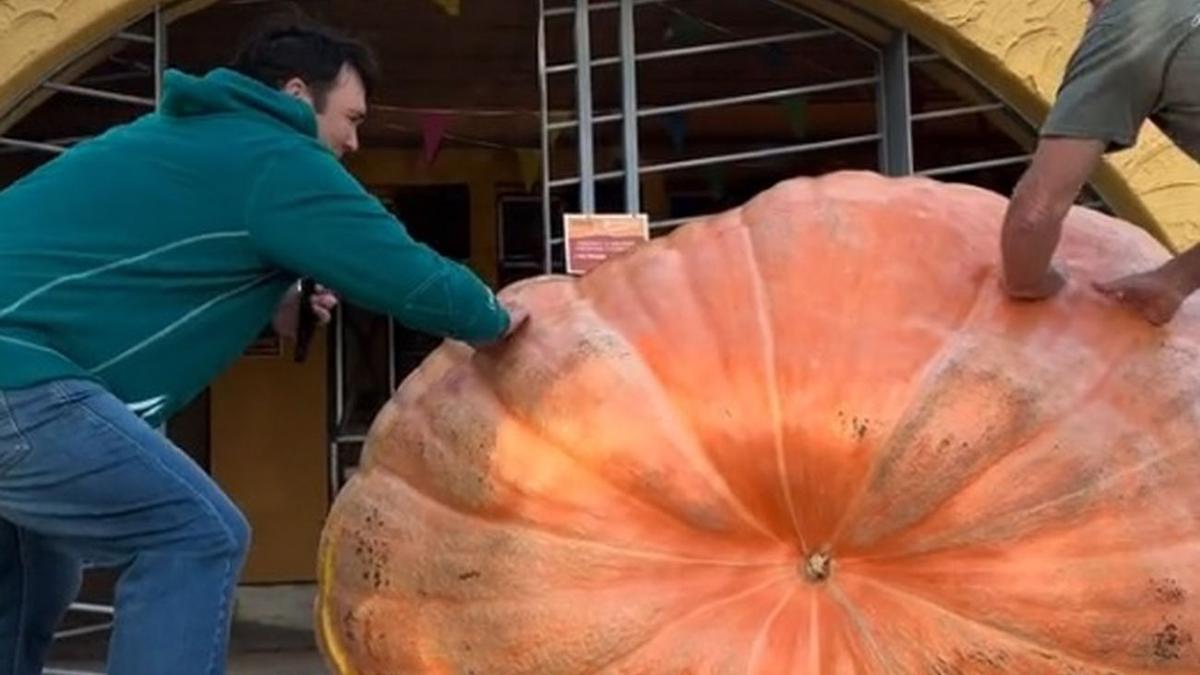 Rubén Mendi y un ayudante, abriendo la calabaza.