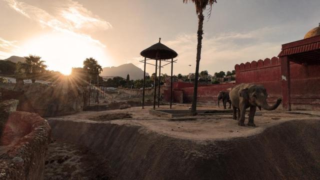 Elefantas durante el eclipse solar en Terra Natura Benidorm.