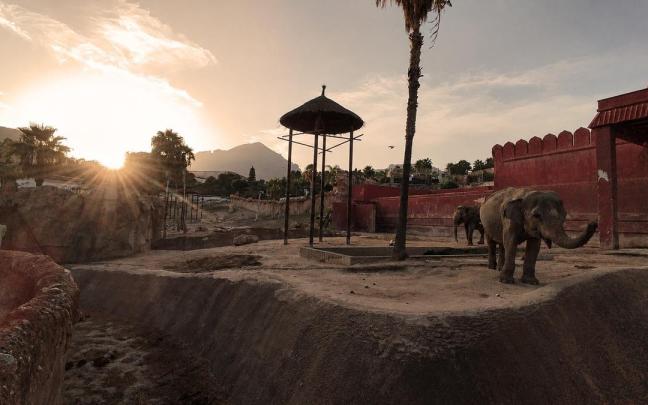 Elefantas durante el eclipse solar en Terra Natura Benidorm.