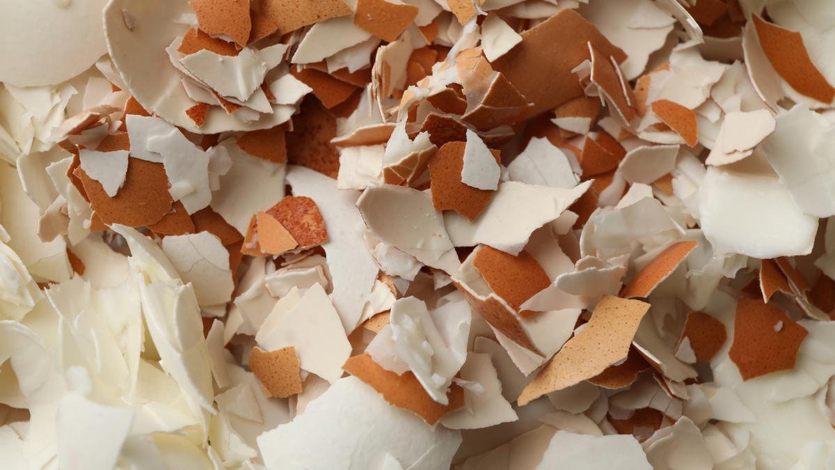 La cáscara de huevo bien machacada se convierte en un abono natural sencillo para las plantas de casa.