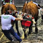 Idi probak en Abadiño / AYUNTAMIENTO DE ABADIÑO
