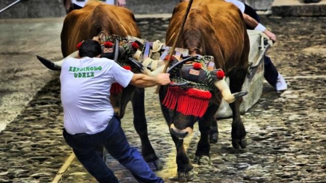 Idi probak en Abadiño / AYUNTAMIENTO DE ABADIÑO