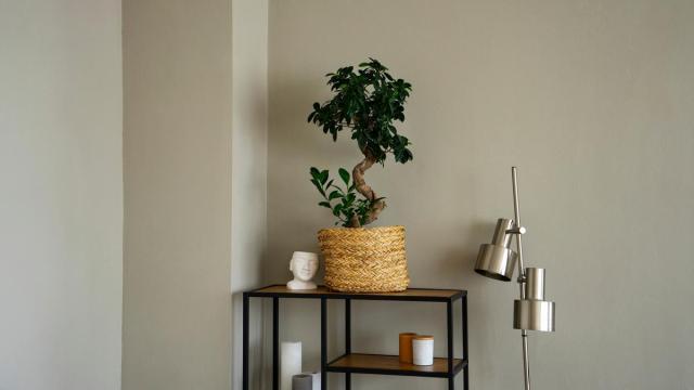 Una pequeña estantería colocada en un rincón.