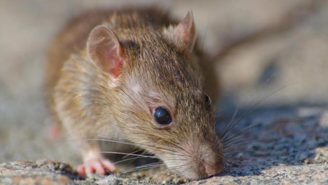Primer disparo de enfoque selectivo de una rata marron en el suelo de hormigon