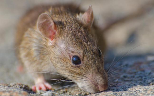 Primer disparo de enfoque selectivo de una rata marron en el suelo de hormigon