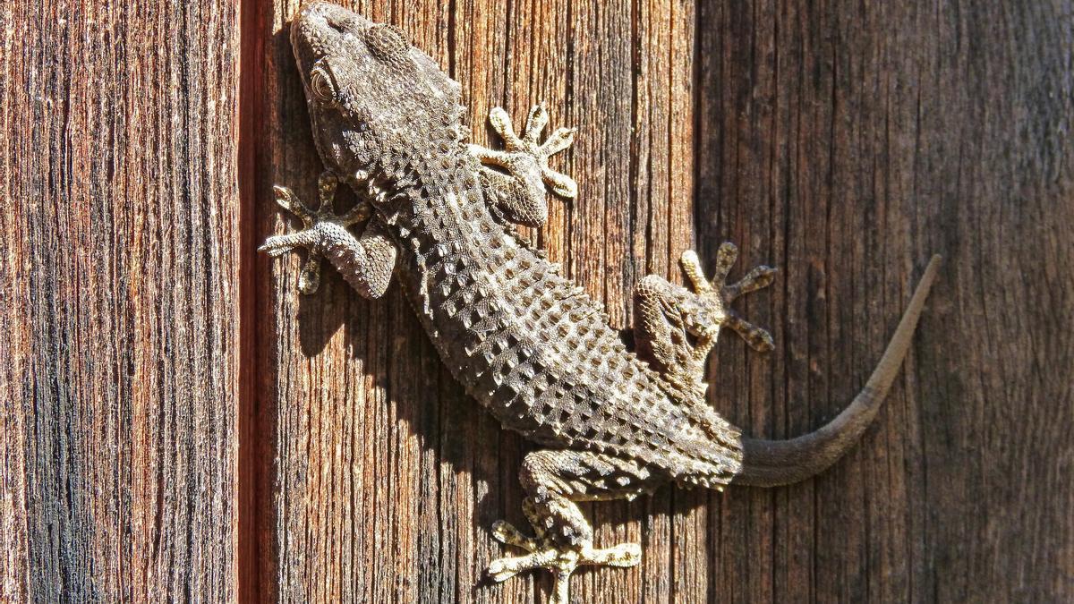 Una salamanquesa asciende por una puerta de madera.