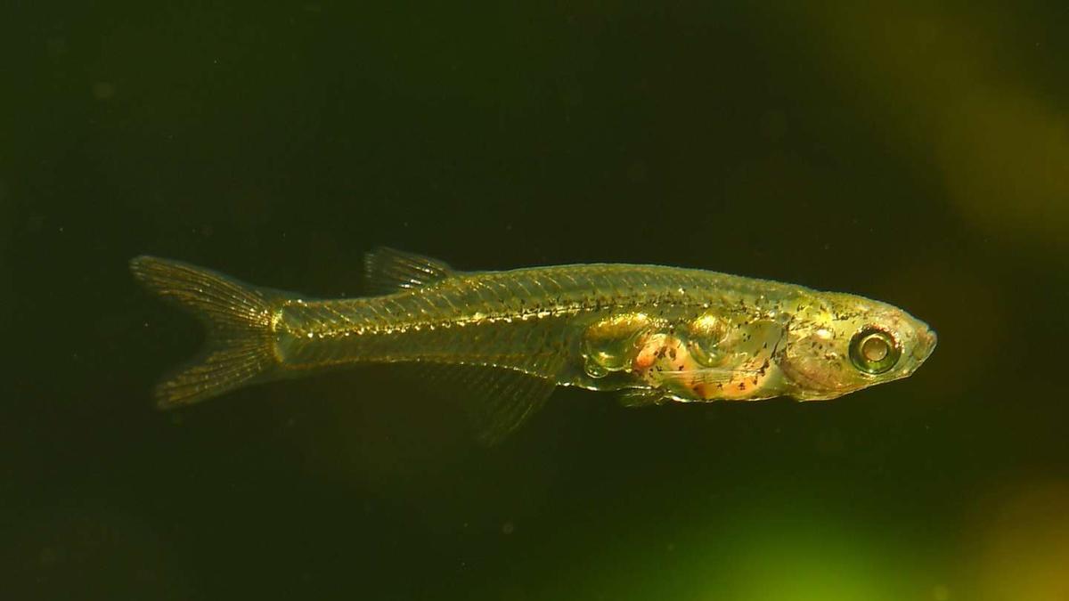 Un pez de la especie 'Danionella cerebrum'.