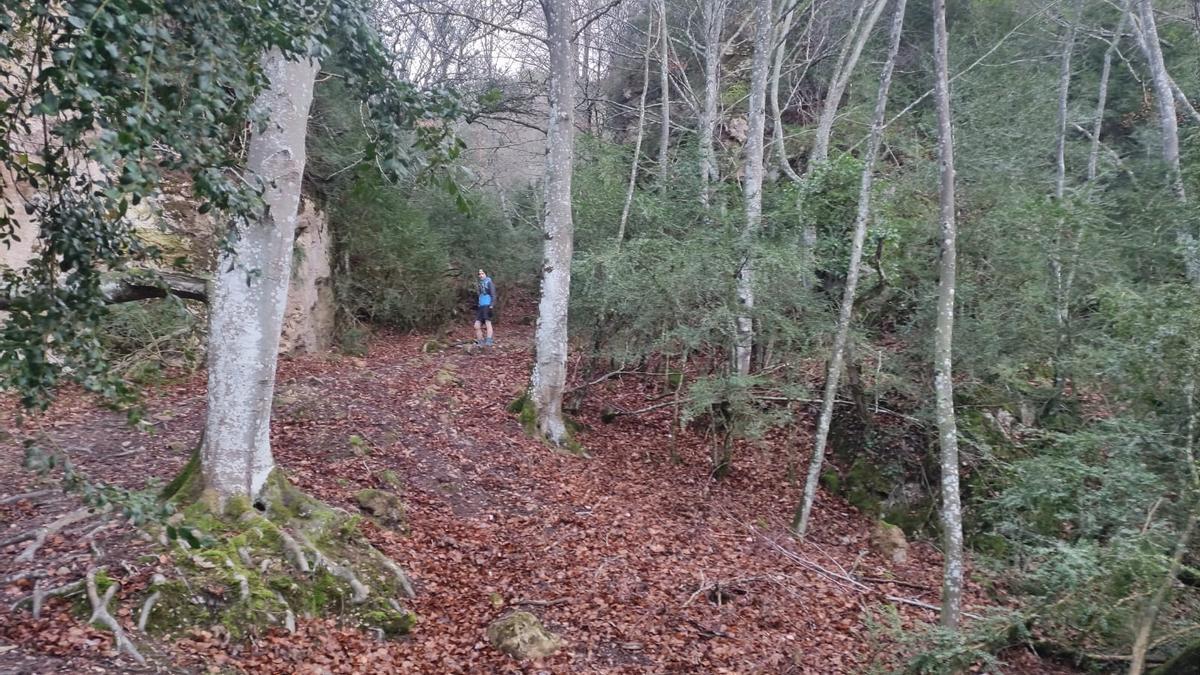 La hojarasca presente en el bosque.jpeg