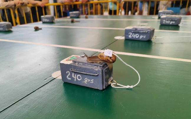 No todos los caracoles concursantes tenían claro para donde ir