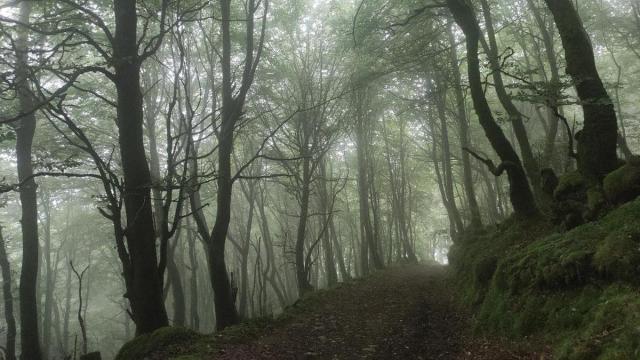 La recuperación del entorno natural y del bosque autóctono son algunos de los objetivos de plan de compra de terrenos en el ámbito rural.