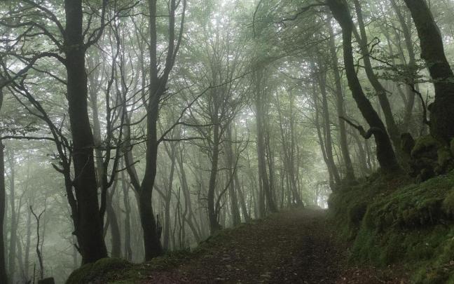 La recuperación del entorno natural y del bosque autóctono son algunos de los objetivos de plan de compra de terrenos en el ámbito rural.