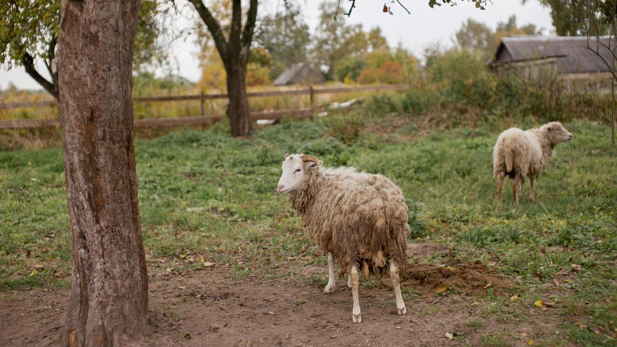 Dos ovejas en el campo.