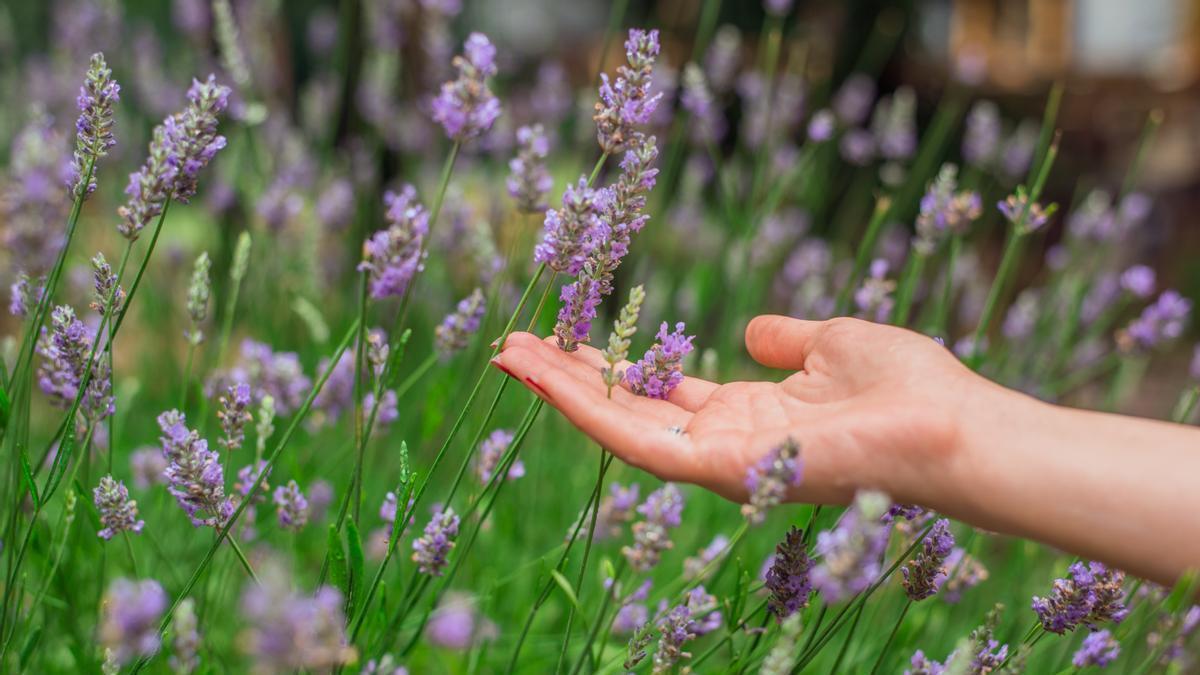 Lavanda.