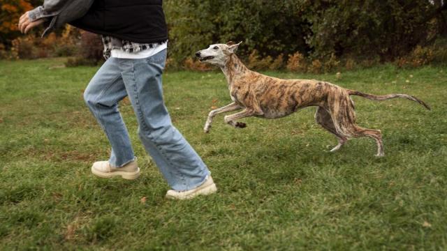 Las razas dolicocéfalas, como los galgos, tenían mayor esperanza de vida.