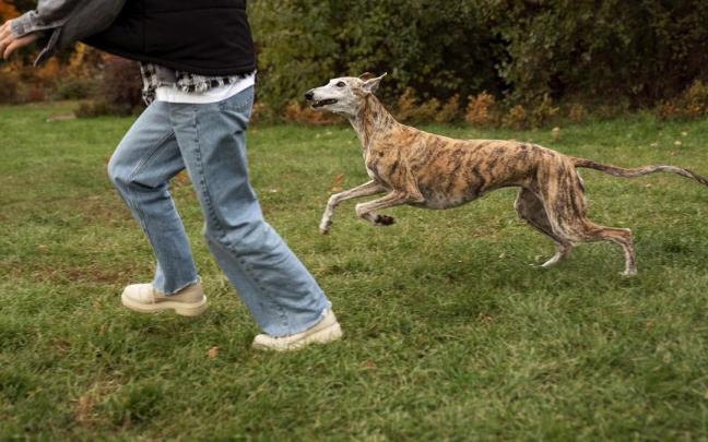 Las razas dolicocéfalas, como los galgos, tenían mayor esperanza de vida.
