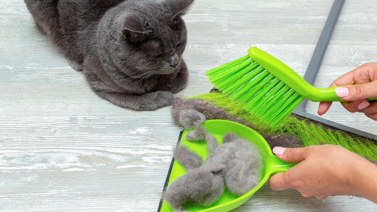 Trucos para eliminar el pelo de mascota de tu ropa