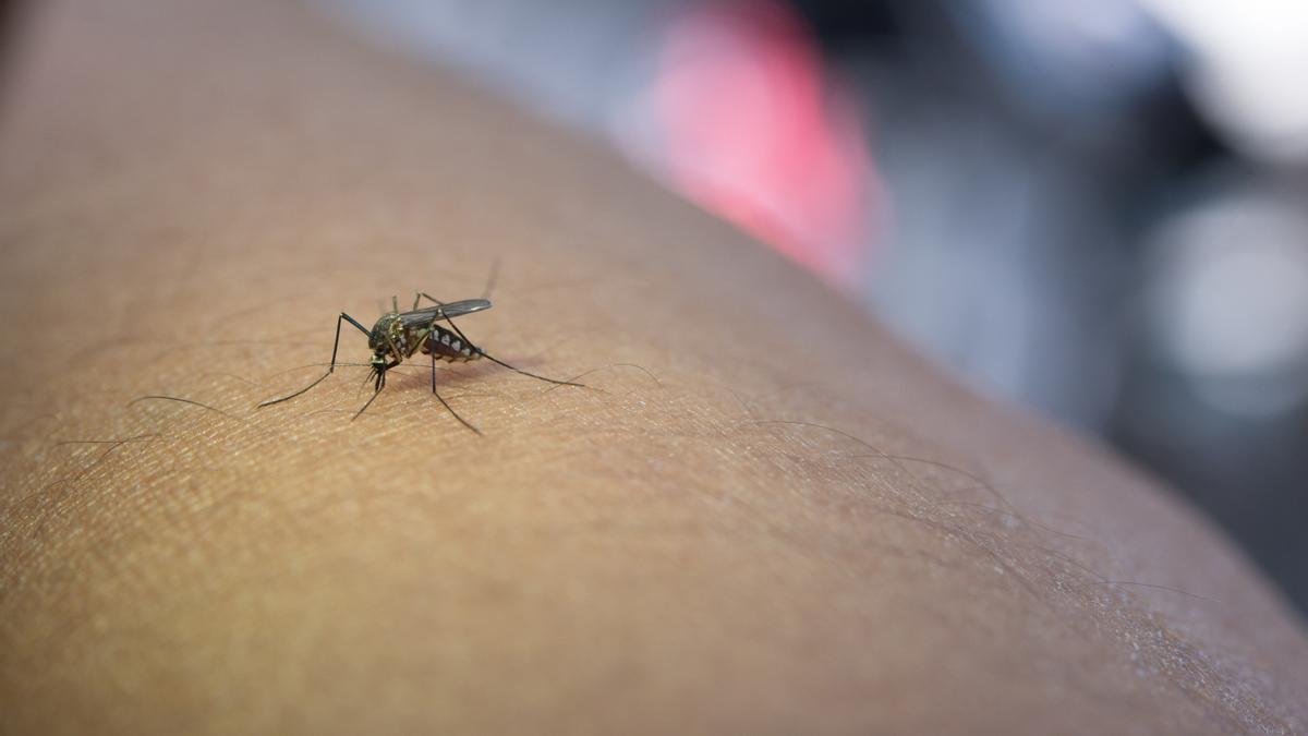 La pomada natural que hace como repelente con los mosquitos