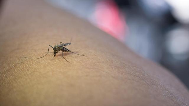 La pomada natural que hace como repelente con los mosquitos / Freepik La pomada natural que hace como repelente con los mosquitos