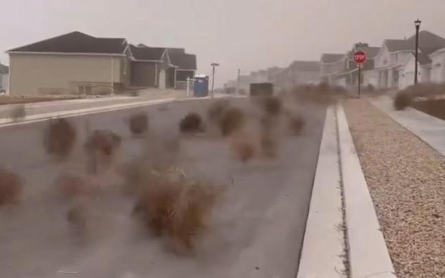 Numerosas plantas rodadoras, en las calles de South Jordan.