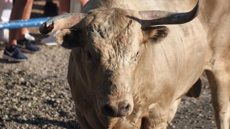 Es el segundo hombre que fallece corneado este verano en la provincia de Guadalajara.