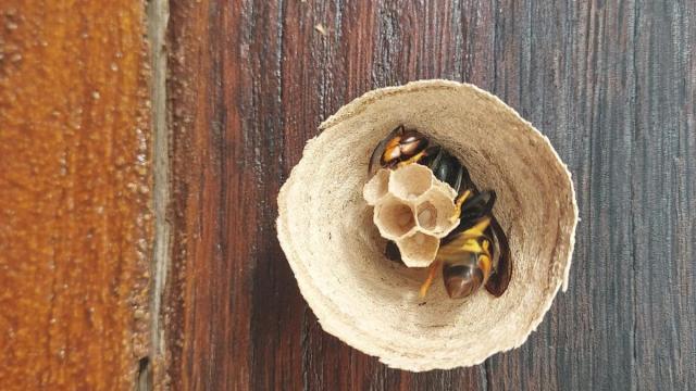 Avispa reina durante la construcción del nido.