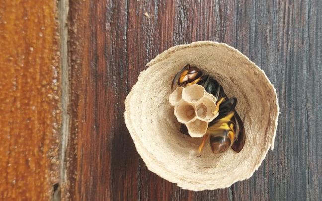 Avispa reina durante la construcción del nido.