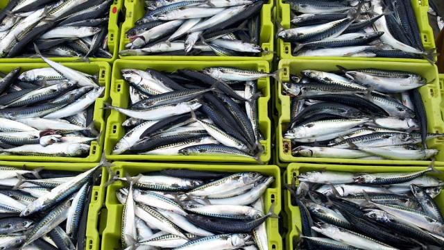 Verdeles o caballas recién pescados en el Cantábrico.