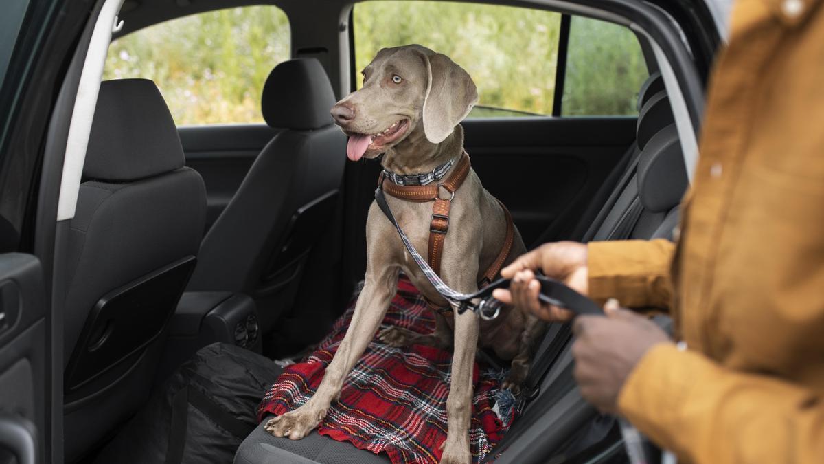Un perro, en los asientos traseros de un coche.