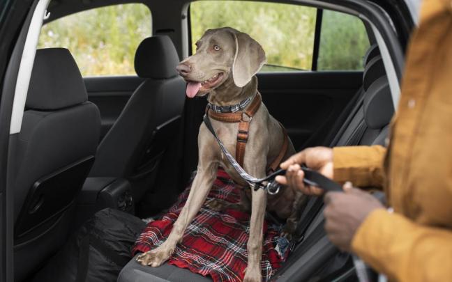 Un perro, en los asientos traseros de un coche.