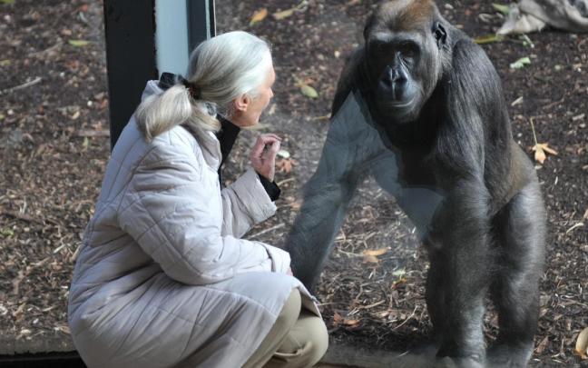 La primatóloga Jane Goodall