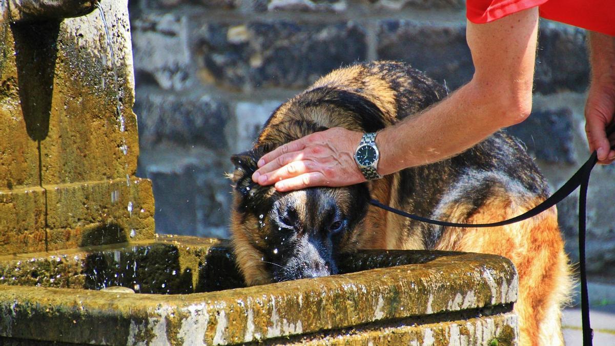 Hay que mantener hidratado y fresco a nuestro perro para evitar un golpe de calor por las elevadas temperaturas