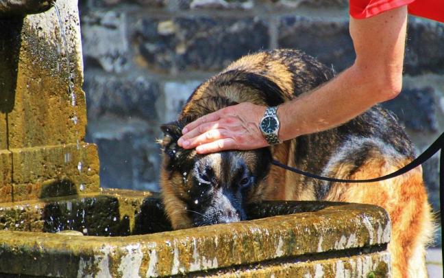 Hay que mantener hidratado y fresco a nuestro perro para evitar un golpe de calor por las elevadas temperaturas