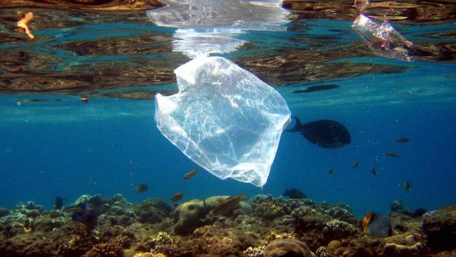 Los plásticos arrojados al mar son un factor clave en la contaminación de los mares.