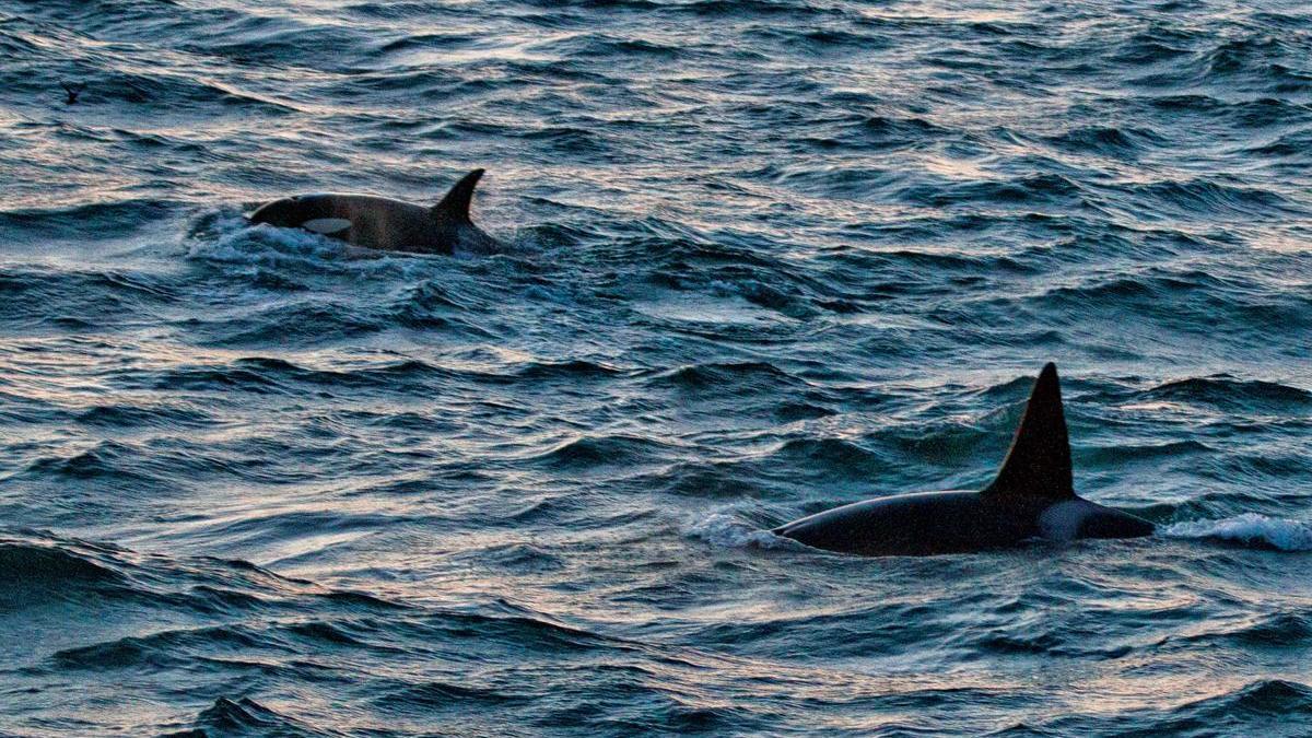 Dos orcas en aguas al noroeste de Islandia.