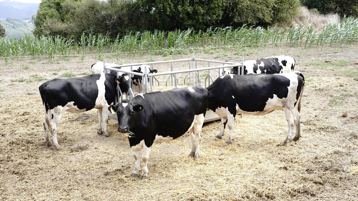 Vacas en una explotación ganadera en Karrantza.