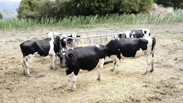 Vacas en una explotación ganadera en Karrantza.