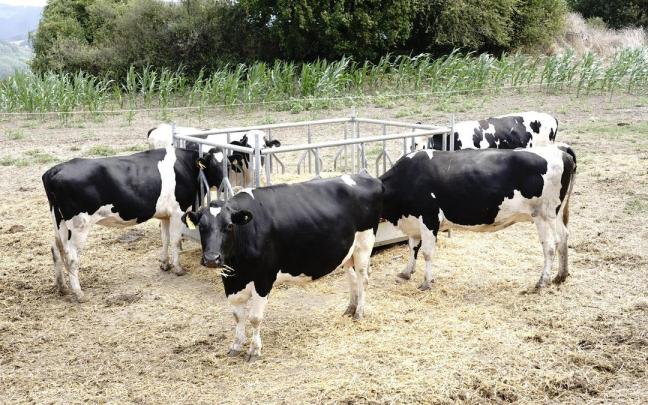 Vacas en una explotación ganadera en Karrantza.