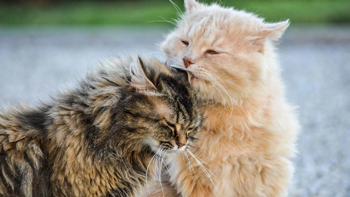 La convivencia entre gatos mejora su estado de ánimo y su bienestar.