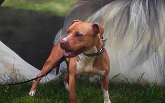 Imagen de un perro de la raza American Staffordshire.