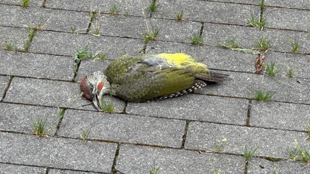Pito real verde muerto tras impactar en la fachada del museo Cristóbal Balenciaga de Getaria.