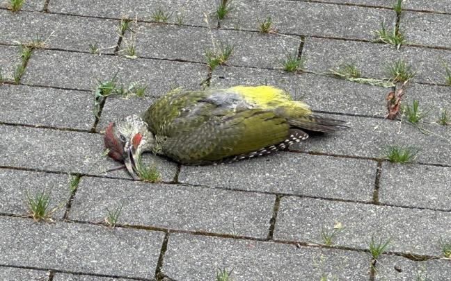 Pito real verde muerto tras impactar en la fachada del museo Cristóbal Balenciaga de Getaria.