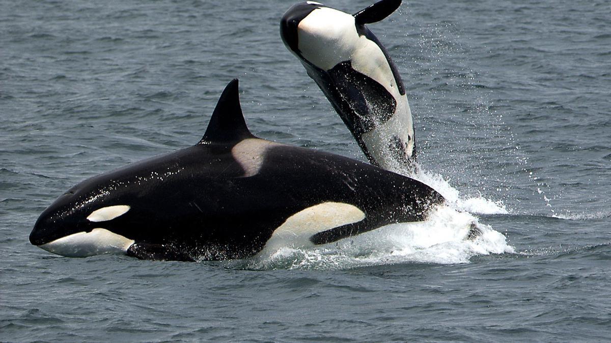 Una pareja de orcas juega dando saltos.