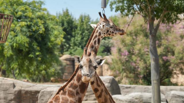 Dos jirafas en el Zoo de Barcelona.