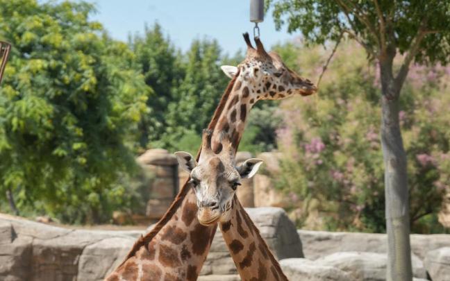 Dos jirafas en el Zoo de Barcelona.