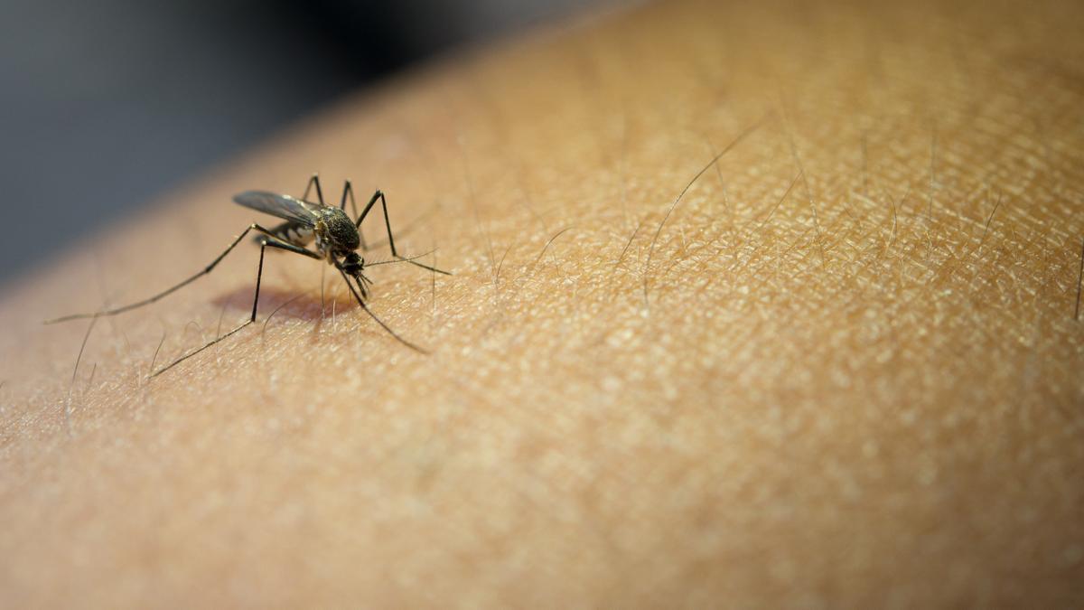 Mosquito picando a una persona.
