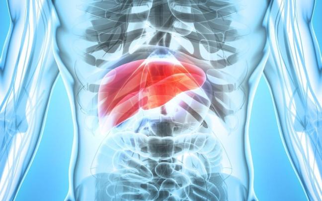 Recreación del hígado en el cuerpo humano.