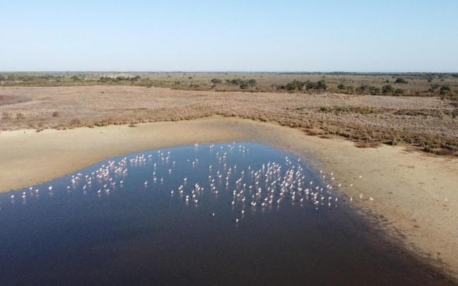 Flamencos en Doñana. Flamencos en Doñana.